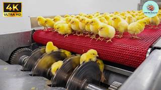 Inside the High-Tech Chicken Factory: Secret Incubation & Rapid Broiler Raising Process