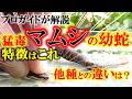 【マムシ】幼蛇の特徴・無毒ヘビとの違いをプロが徹底解説