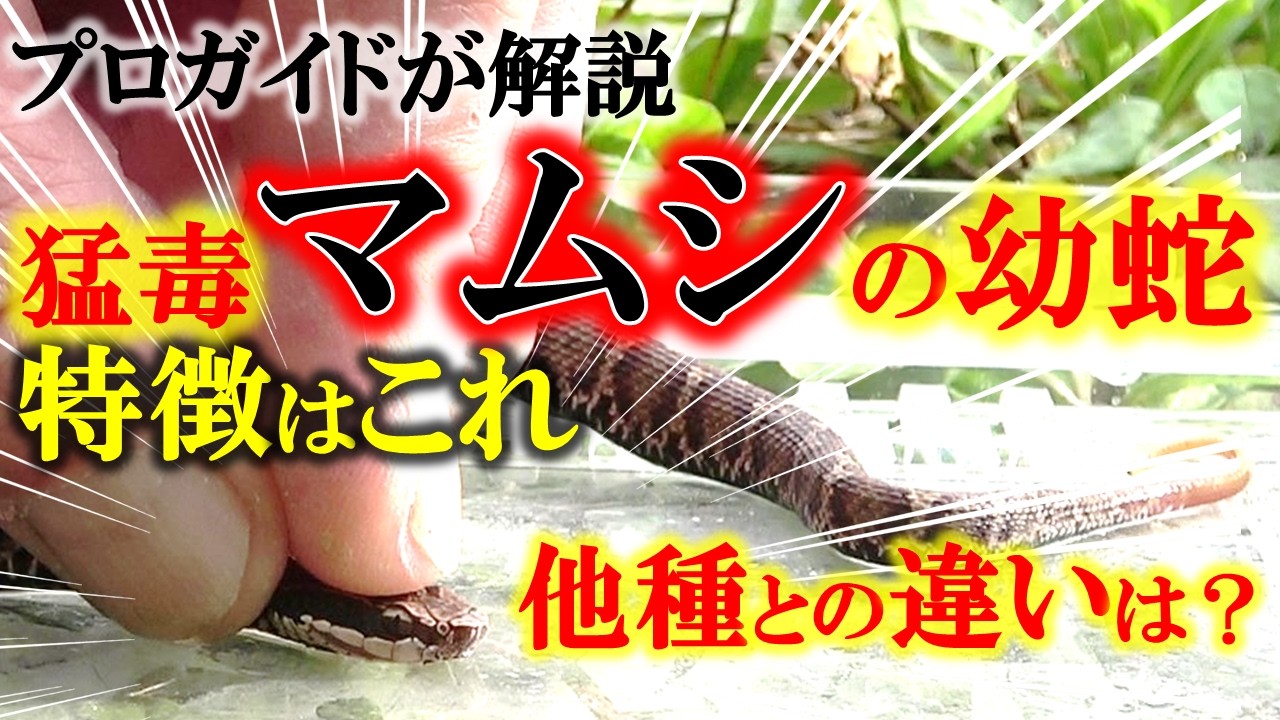 【マムシ】幼蛇の特徴・無毒ヘビとの違いをプロが徹底解説