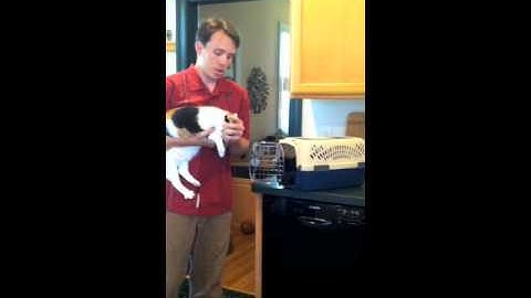 Blind Superman Technique - An Easy Way to Get Your Cat in the Carrier