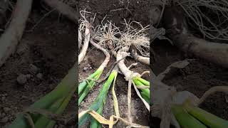 One way to regrow your leeks / green onions #greenonion #leeks #organicvegetables #farming