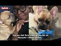 Tragedie i kennel: - Forferdelig ulykke