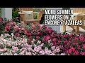 How to Increase Summer Flowers on Encore Azaleas