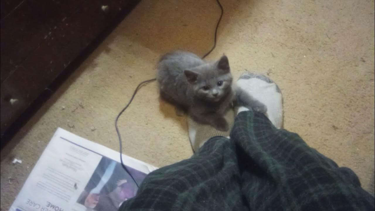 Cat Jump scare YouTube