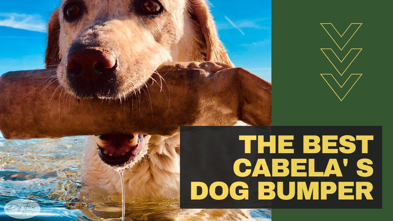 Cabela's Dog Bumpers Reviewed // Dog Bumper Training YouTube