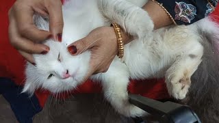 Flea Removal Cat ASMR || My Kitten is Lying Down ,Time To Remove All Flea, #asmr #fleasremove