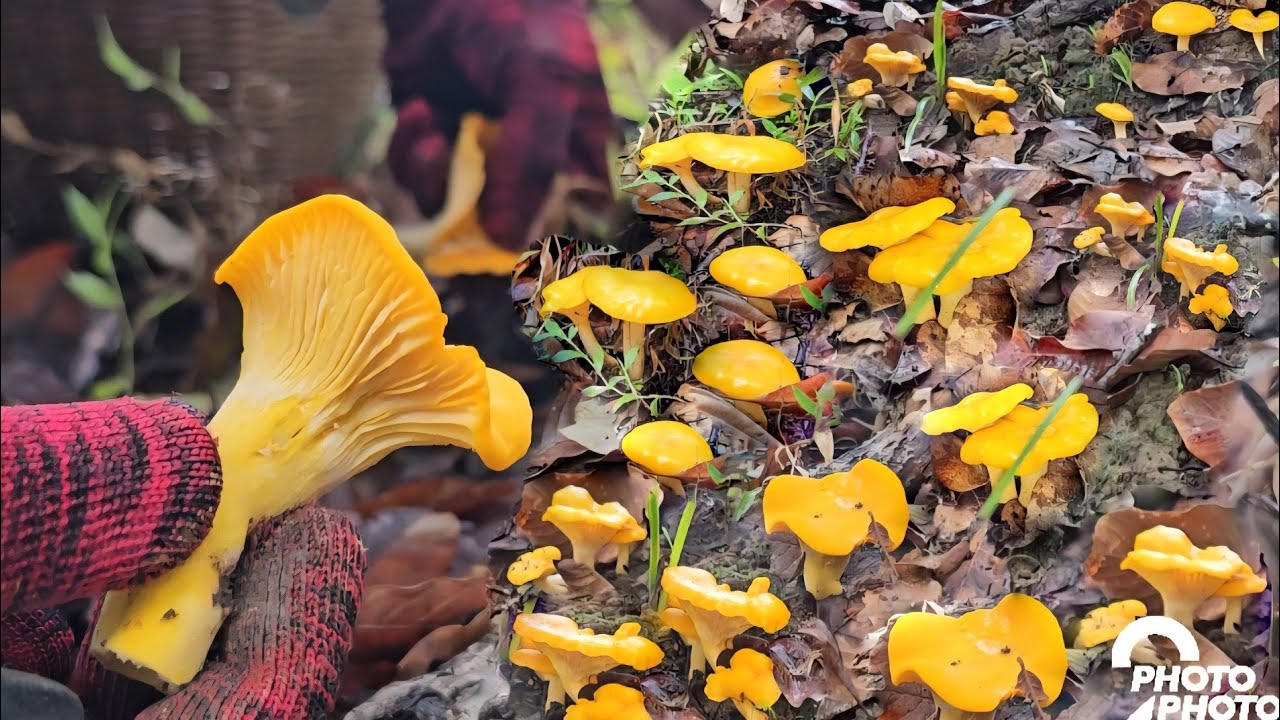 ขึ้นดอยสูงชมวิวสวยๆเก็บเห็ดมันปูเหลืองอร่ามปานทองคำเห็ดหน้าแหล่ดอกใหญ่ๆหมานคือเก่าจ้า