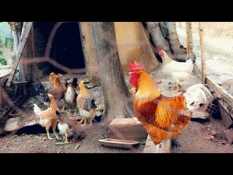 فيديو: سكان المدينة هانكر للدجاج