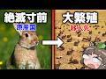 【なぜ?】絶滅寸前のはずが…なぜか大繁殖した外来種7選