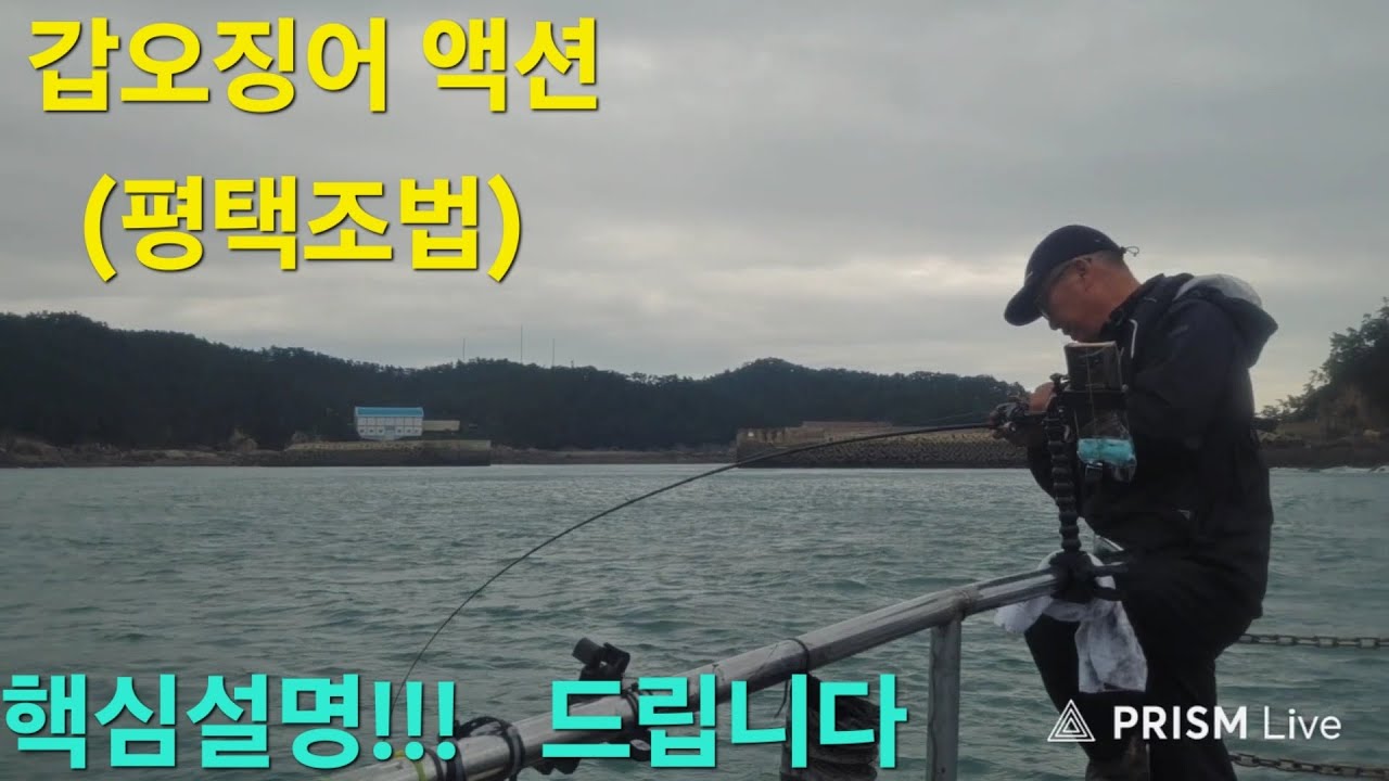 갑오징어 평택조법 액션 운용법 챔질 