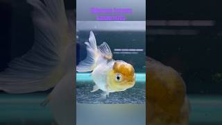 Bandırma Su Dünyası Akvaryum Petshop Oranda Japon Balığı Fiyatları Iğı