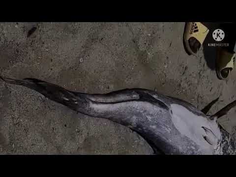 Samaki Mtu Nguva Mombasa Kenya Usisahau Subscribe