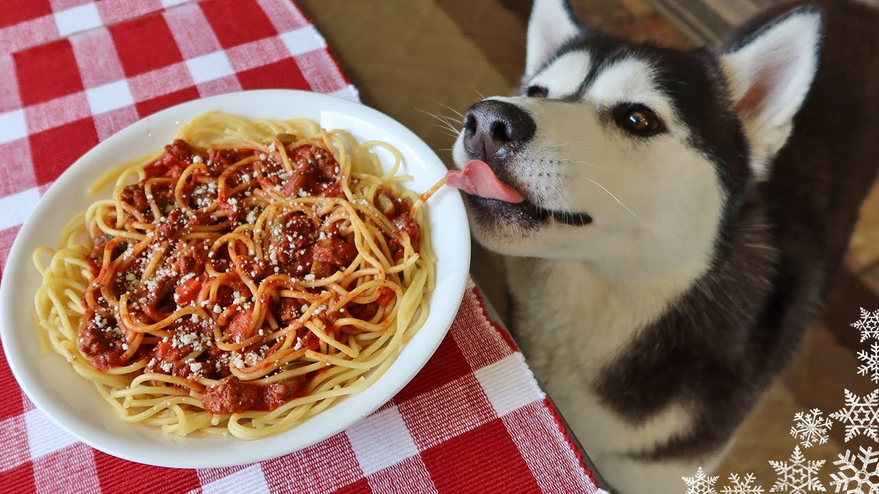 Can Dogs Eat Spaghetti Bolognese 