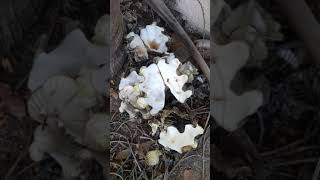 WhatHappen#Manlot/Takubo2021