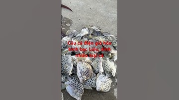 Câu cá điện gió hòa bình bạc Liêu, dính nhiều loại cá