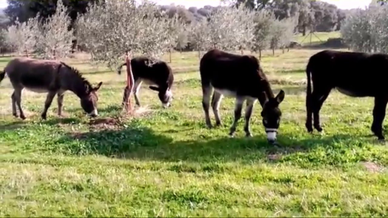 Olivar Ecológico: Burritos y olivar, combinación perfecta