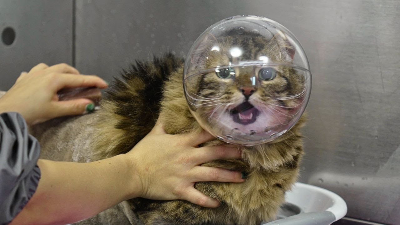 This cat is one emotional rollercoaster 😅 - YouTube
