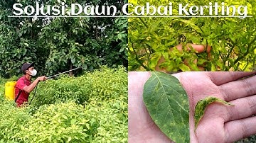 Cara Mengatasi Daun Keriting Pada Tanaman Cabe.