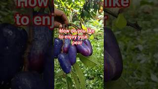 When Last Did Have The Taste Of Native Pear?