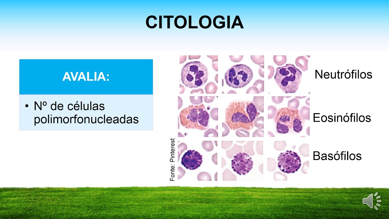 Como subir los neutrófilos