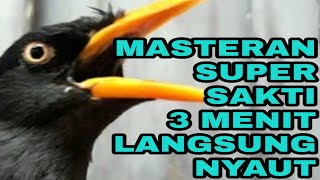 MASTERAN SAKTI JALAK KEBO || 1 JT % LANGSUNG NYAUT