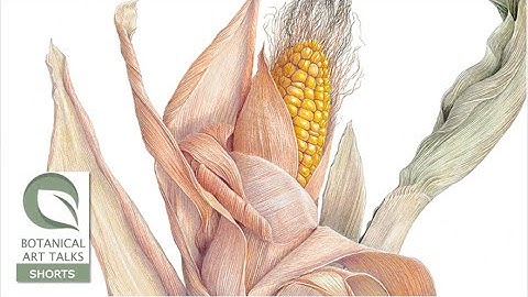 GRAPHITE DRAWING OVER UNDERPAINTING - Ann Swan (Botanical Art Talk extract)