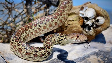 Jeremy’s Animal Encounters: Pacific Gopher Snake