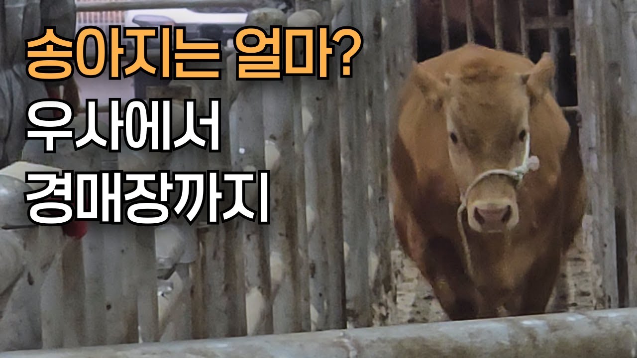 한우 송아지 판매 현장🔴ㅣ경매장 라이브 중계📱ㅣ우시장 가격⁉️ㅣ농부의하루ㅣ축산업ㅣ아침일찍ㅣ영농일기