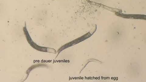 Biological control with entomopathogenic nematodes