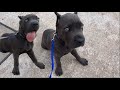 Cane Corso Puppy’s First At Home Leash Training Session | Craig