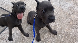 Cane Corso Puppy’s First At Home Leash Training Session | Craig