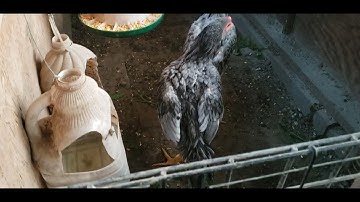 update me nyuam qaib ej loj lawm nawb