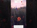 Acoustic Guitar Remix Melodic House Country Aesthetic