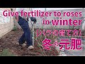 fertilizer for roses【バラの育て方】肥料のやり方＝冬の元肥＝