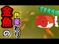 金魚の色変わり～らんちゅうって元々赤くなかったの！？～【ご金魚物語/GoldFish story】