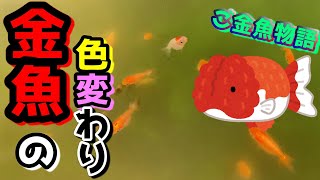 金魚の色変わり～らんちゅうって元々赤くなかったの！？～【ご金魚物語/GoldFish story】