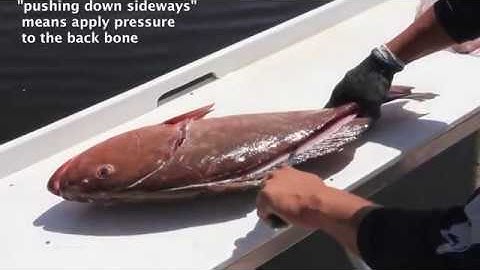 How to Fillet Red Grouper Fastest Style for Catch and Cook