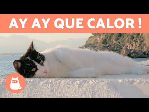 Vidéo: Comment Prendre Soin D'un Chat Par Temps Chaud