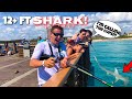 Catching MASSIVE SHARK at PUBLIC Pier!