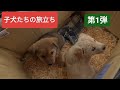 子犬たちが里親さんのもとへ【第1弾】