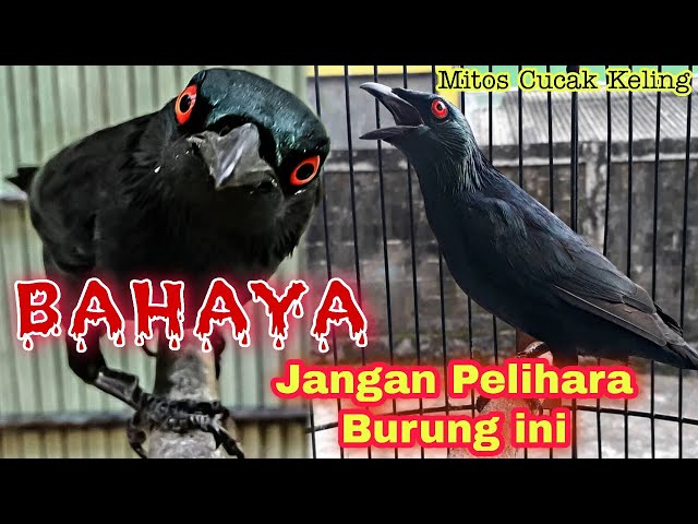 Awas❗Ini MITOS BURUNG CUCAK KELING yang Seram class=