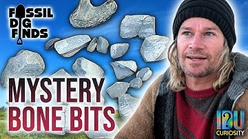 Possible Dinosaur Bone Chunks - Fossil Dig Finds at Lightning Ridge