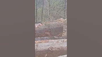 Nice Logs‼️ #trucker #trending #truckerlove #tree #logger #construction #loggingtruck #localtrucker