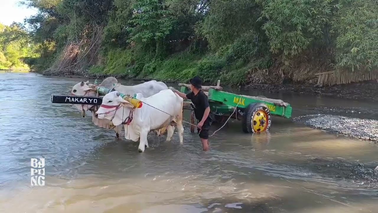 Mandi di sungai bersama sapi || cikar jember