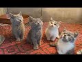Reaction To Kittens meowing (too much cuteness)