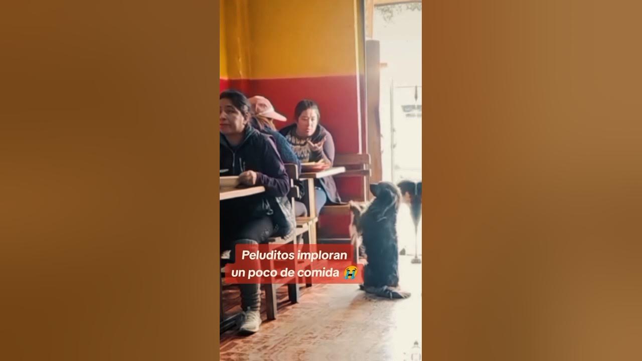 Why humans Beings being So cruel Dog 🐕 is begging For Food YouTube