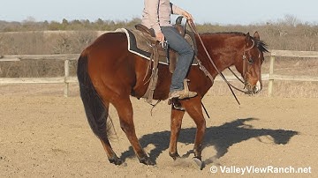 Whiz In The Wind***For info, price, etc., go to our website: ValleyViewRanch.net***