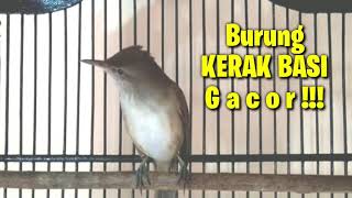 Burung Kerak Basi / Cikrok Balong Gacor || Makin Lama Tambah Gacor