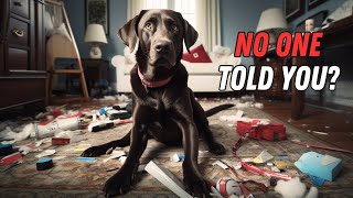 Things NO ONE tells you about owning a Labrador