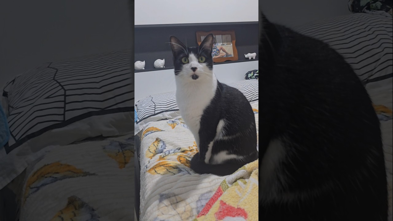 Esse é o recado do ZECA. #music #cat